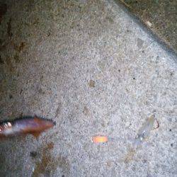 ケンサキイカ過去最多